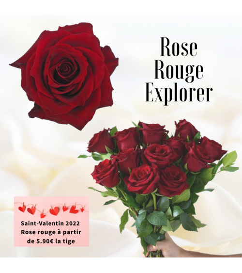 Rose rouge 50 - 60 cm Explorer - sépcial Sain-Valentin