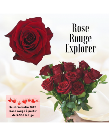 Rose rouge 50 - 60 cm Explorer - sépcial Sain-Valentin