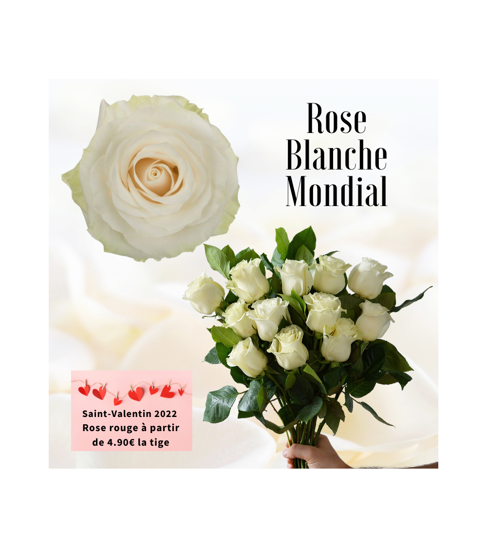 Rose blanche 50 - 60 cm Mondial - spécial Saint-Valentin