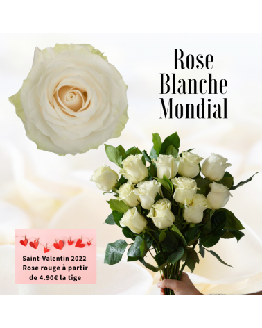 Rose blanche 50 - 60 cm Mondial - spécial Saint-Valentin