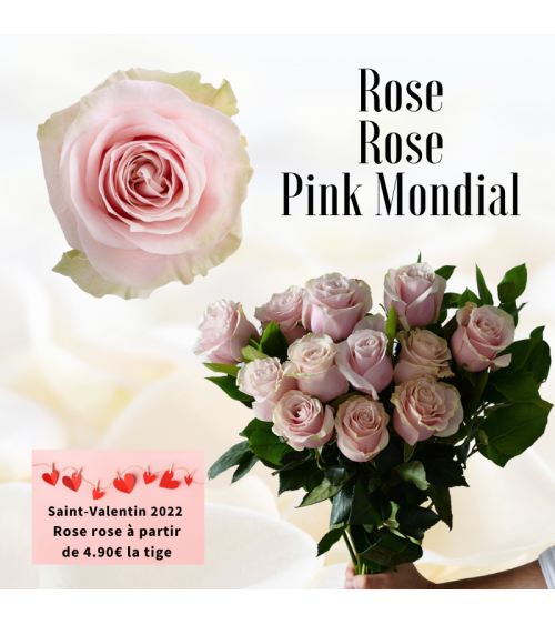Rose rose 50 - 60 cm - Pink Mondial - spécial Saint-Valentin
