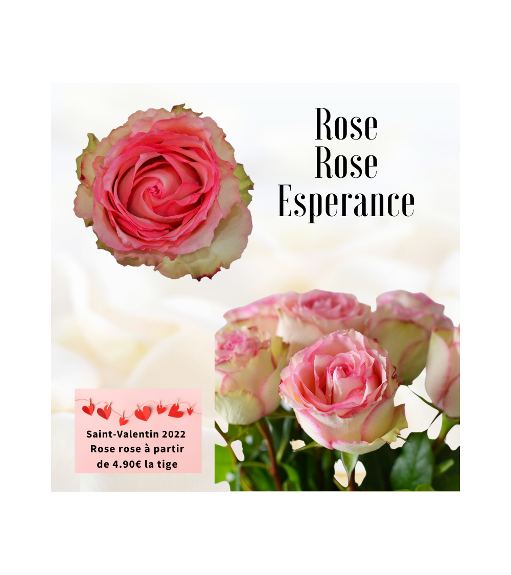 Rose rose 50 - 60 cm - Esperance - spécial Saint-Valentin