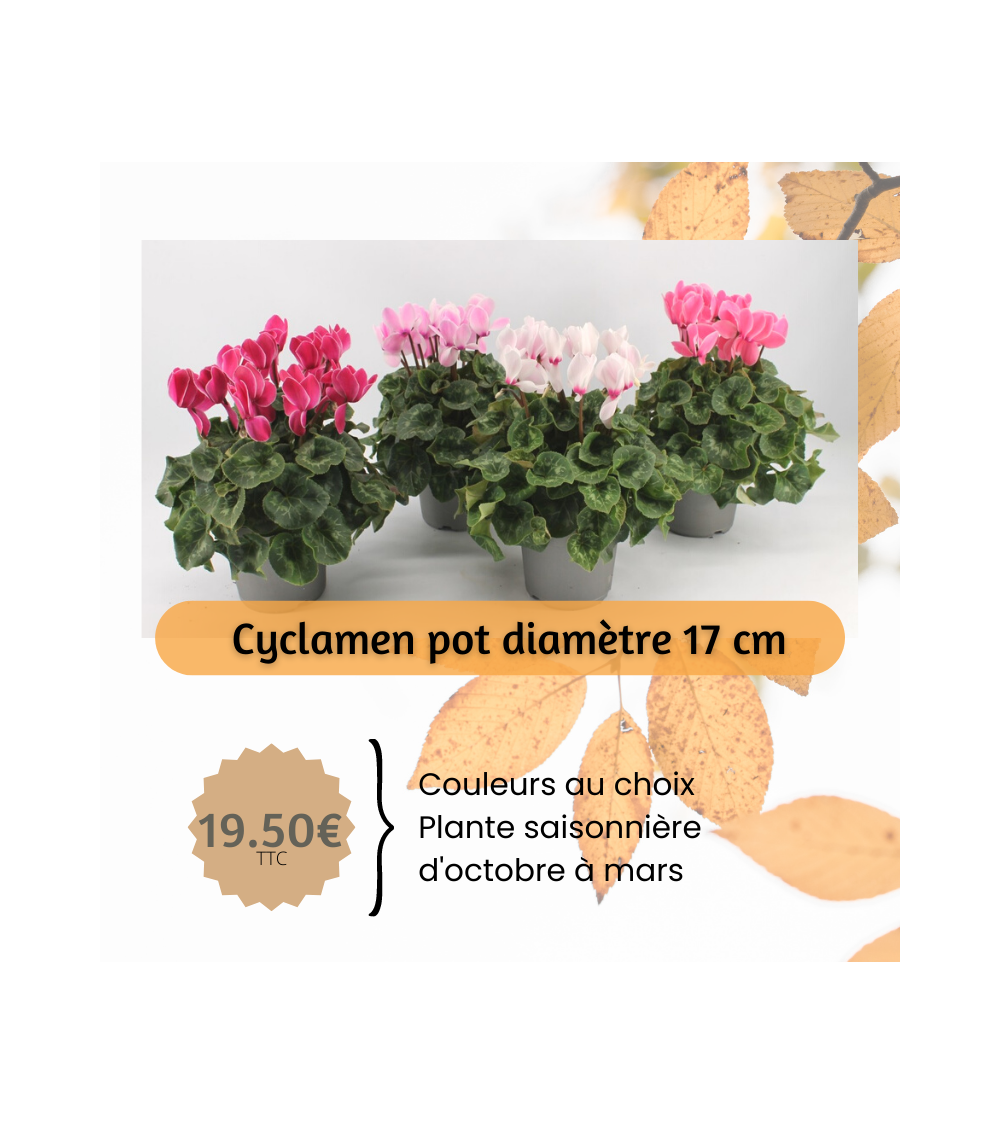 Cyclamen pot 17 cm - production française