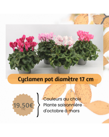 Cyclamen pot 17 cm - production française