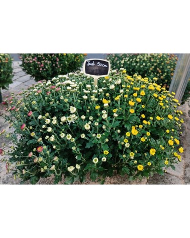Chrysanthème multifleurs 3 couleurs jardinière 50 cm