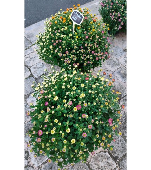 Chrysanthème multifleurs multicolores pot 21 cm
