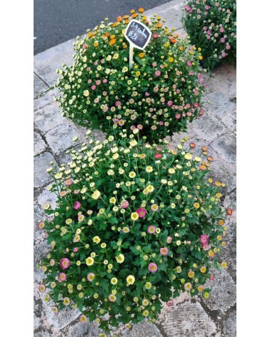 Chrysanthème multifleurs multicolores pot 21 cm